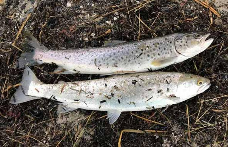 Bild 17: Angelurlaub in Ferienhaus m. Boot in Süd-Schweden ohne Nachbarn, 50m z. Lachsfluss 