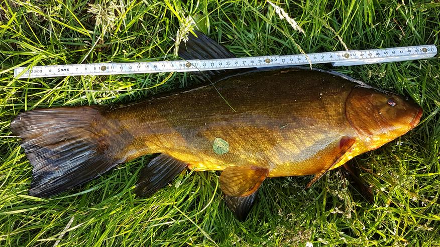 Bild 18: Angelurlaub in Ferienhaus m. Boot in Süd-Schweden ohne Nachbarn, 50m z. Lachsfluss 