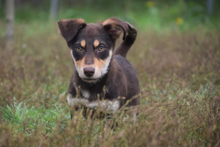 Holly ist ein entzückendes Welpenmädchen mit einer tragischen Geschichte.