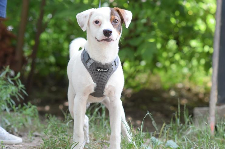 Menta ist ein mittelgroßes, nettes Hundekind.