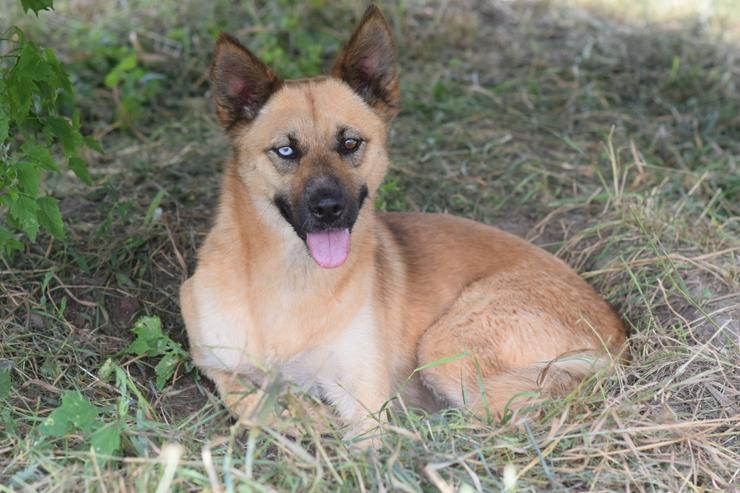 Maggie ist ein bezauberndes, immer fröhliches Gute-Laune-Mädchen.