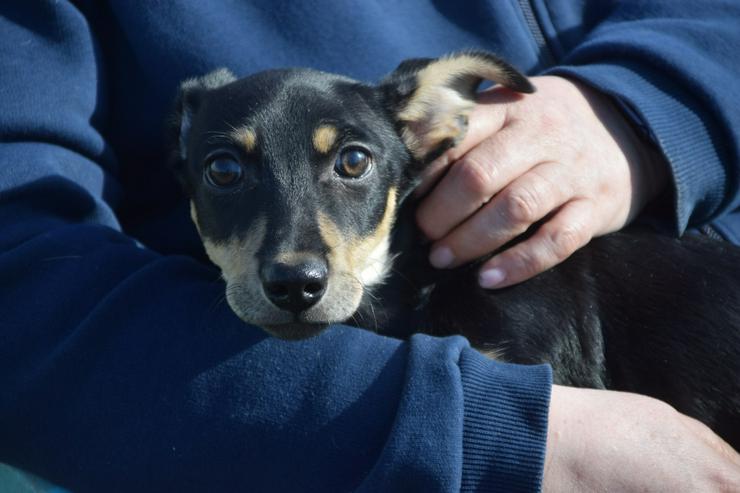 Bild 15: Sylvia ist ein kleines, schüchternes Hundekind.