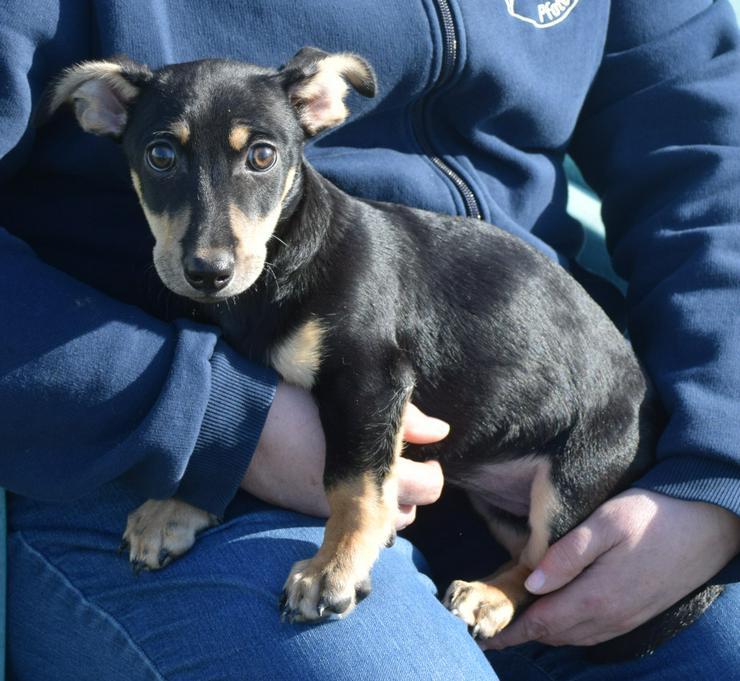 Bild 13: Sylvia ist ein kleines, schüchternes Hundekind.