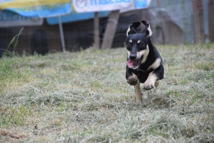 Bild 9: Sylvia ist ein kleines, schüchternes Hundekind.