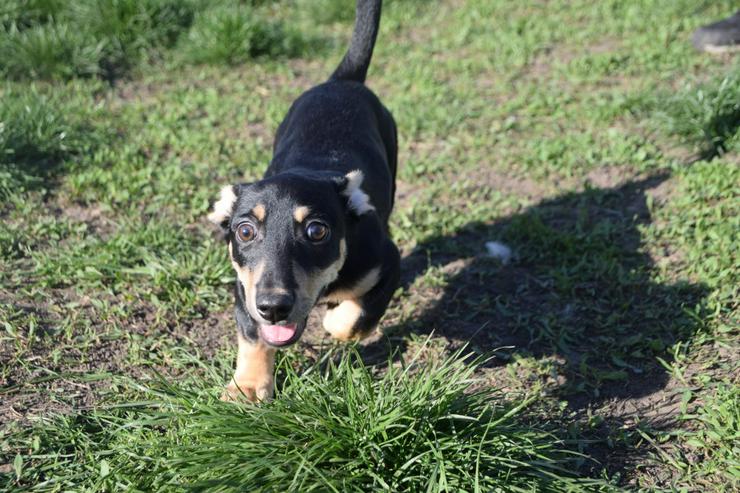 Bild 16: Sylvia ist ein kleines, schüchternes Hundekind.