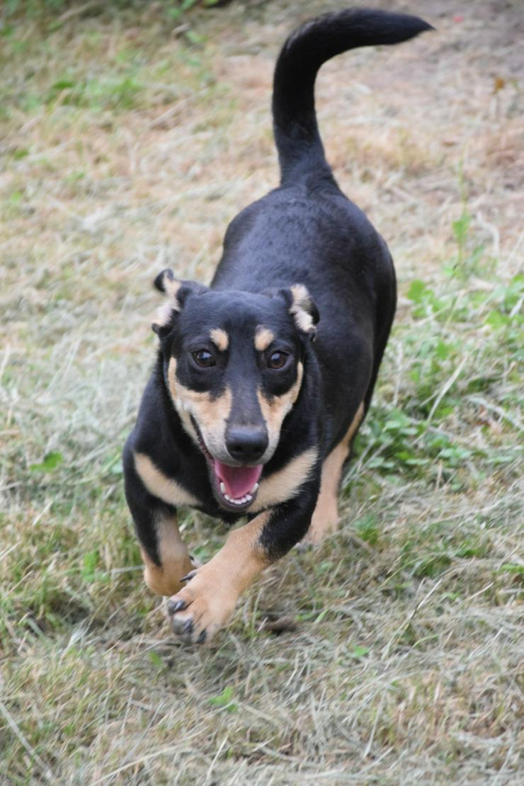 Bild 6: Sylvia ist ein kleines, schüchternes Hundekind.