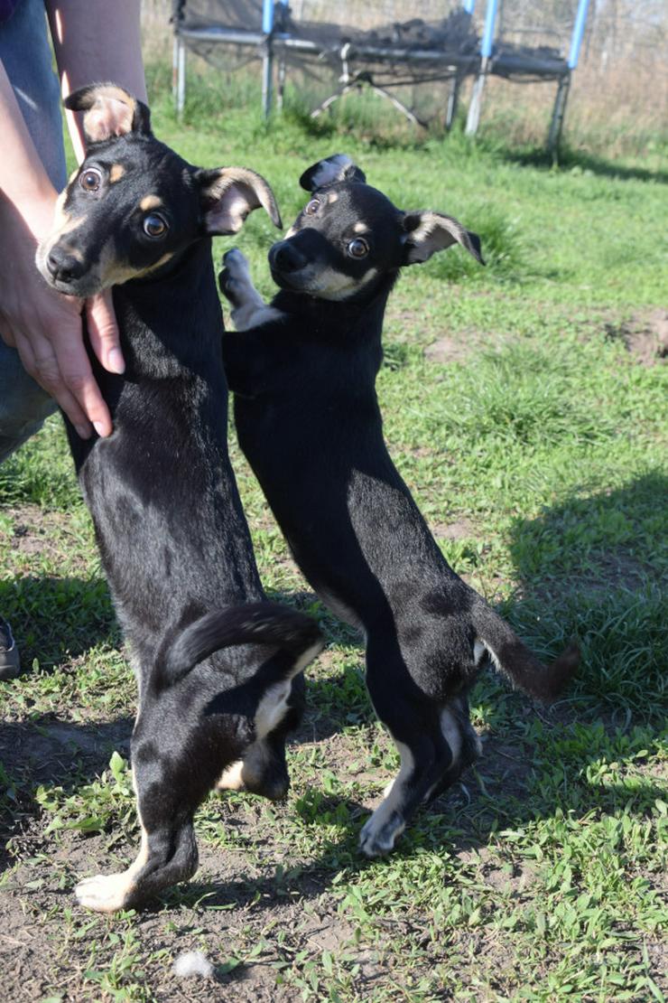 Bild 14: Sylvia ist ein kleines, schüchternes Hundekind.