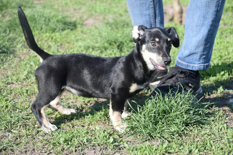 Bild 16: Esther ist ein kleines, schüchternes Hundekind.