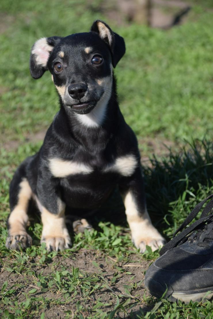 Bild 7: Esther ist ein kleines, schüchternes Hundekind.