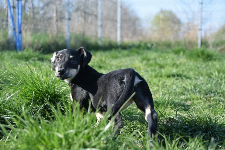 Bild 15: Esther ist ein kleines, schüchternes Hundekind.