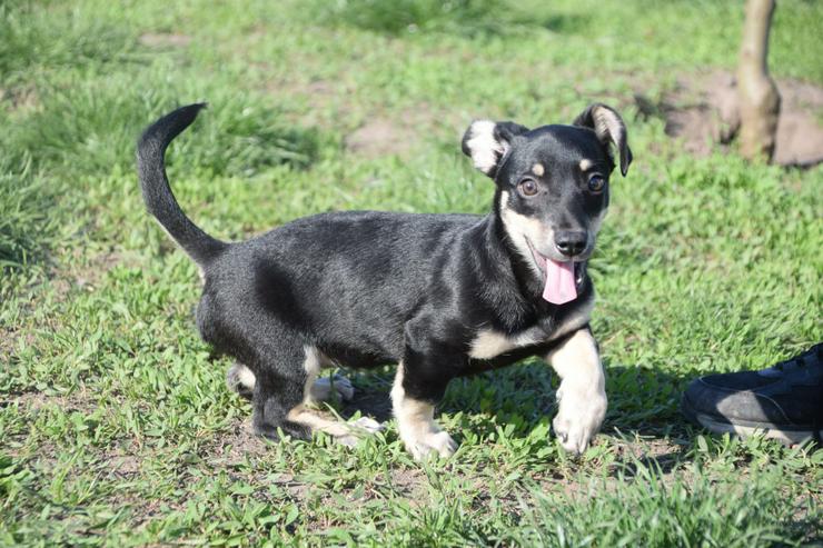 Bild 10: Esther ist ein kleines, schüchternes Hundekind.