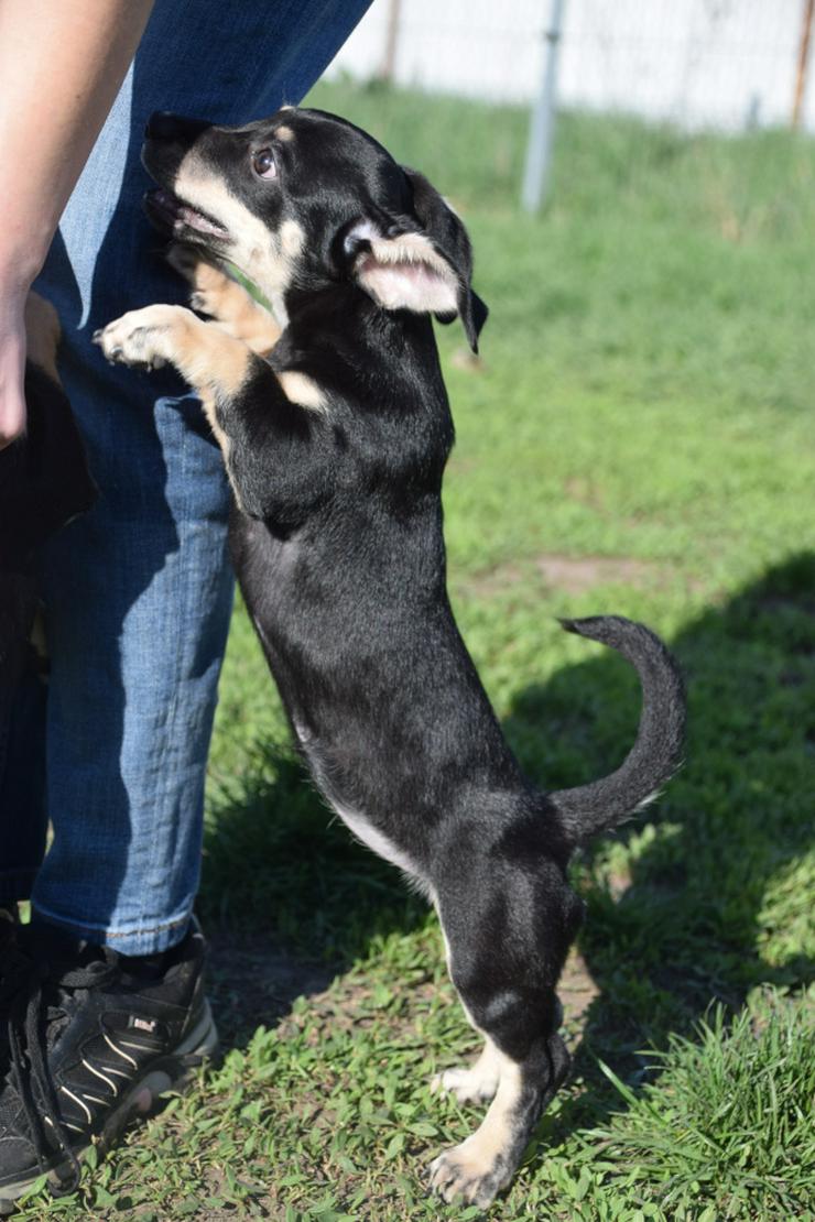 Bild 13: Esther ist ein kleines, schüchternes Hundekind.