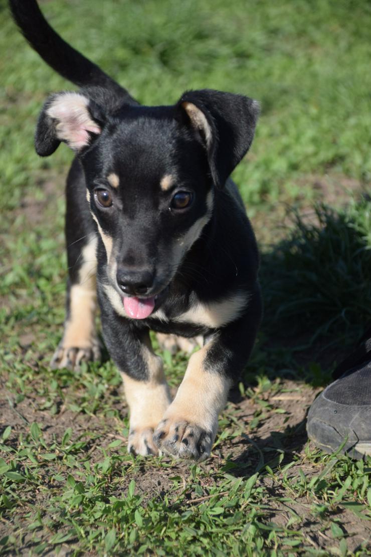 Bild 11: Esther ist ein kleines, schüchternes Hundekind.