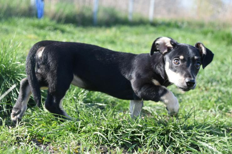 Bild 18: Esther ist ein kleines, schüchternes Hundekind.