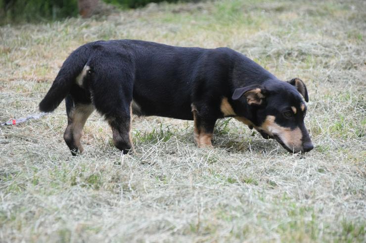 Bild 6: Esther ist ein kleines, schüchternes Hundekind.