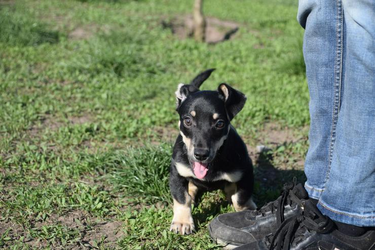 Bild 12: Esther ist ein kleines, schüchternes Hundekind.