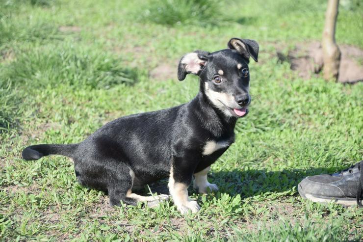 Bild 9: Esther ist ein kleines, schüchternes Hundekind.