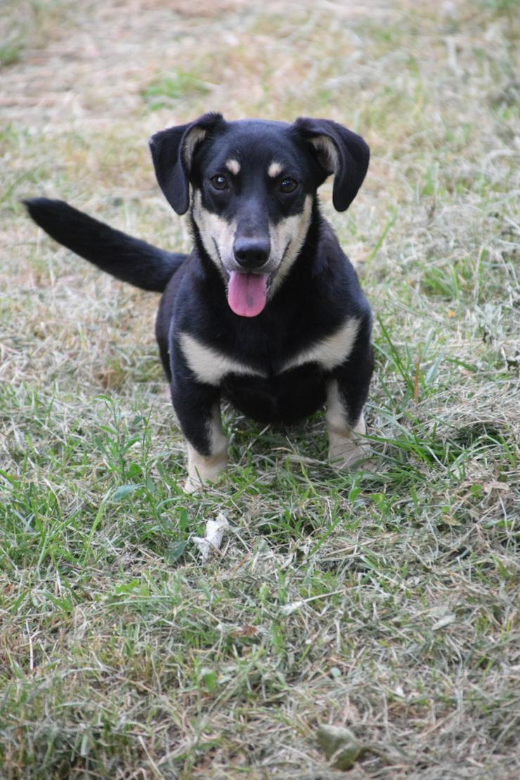 Bild 3: Esther ist ein kleines, schüchternes Hundekind.