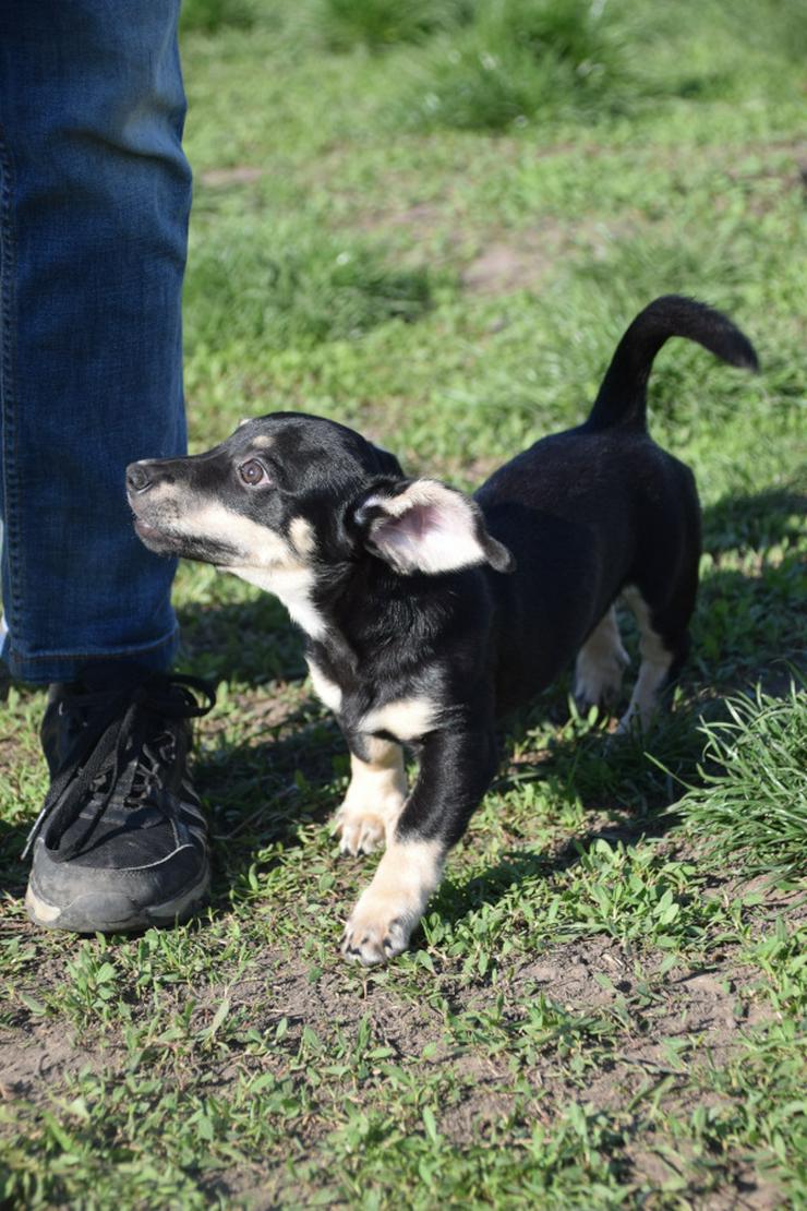 Bild 17: Esther ist ein kleines, schüchternes Hundekind.