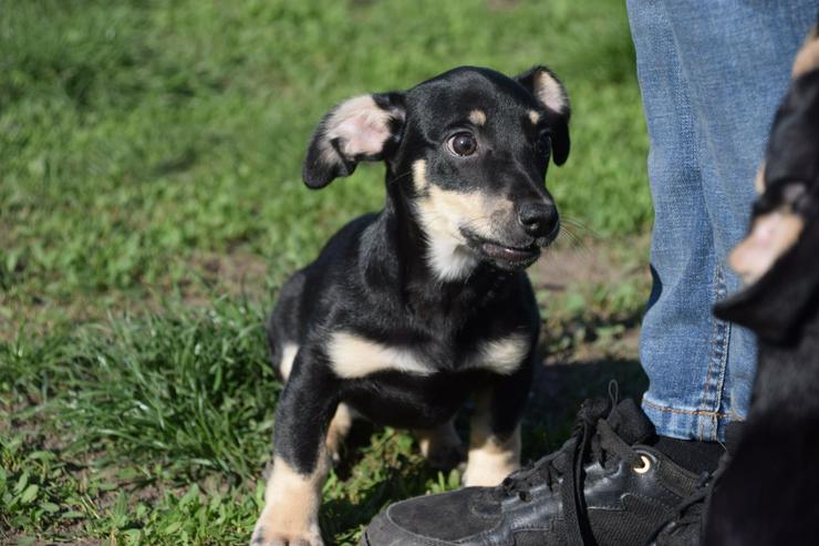 Bild 14: Esther ist ein kleines, schüchternes Hundekind.