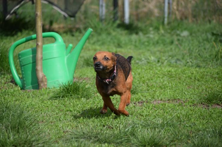 Bild 16: Bambino ist ein lustiges Kerlchen.