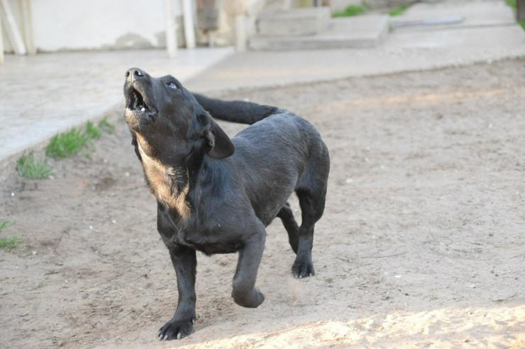 Bild 12: Cheesy ist eine kleine schwarze Schönheit.