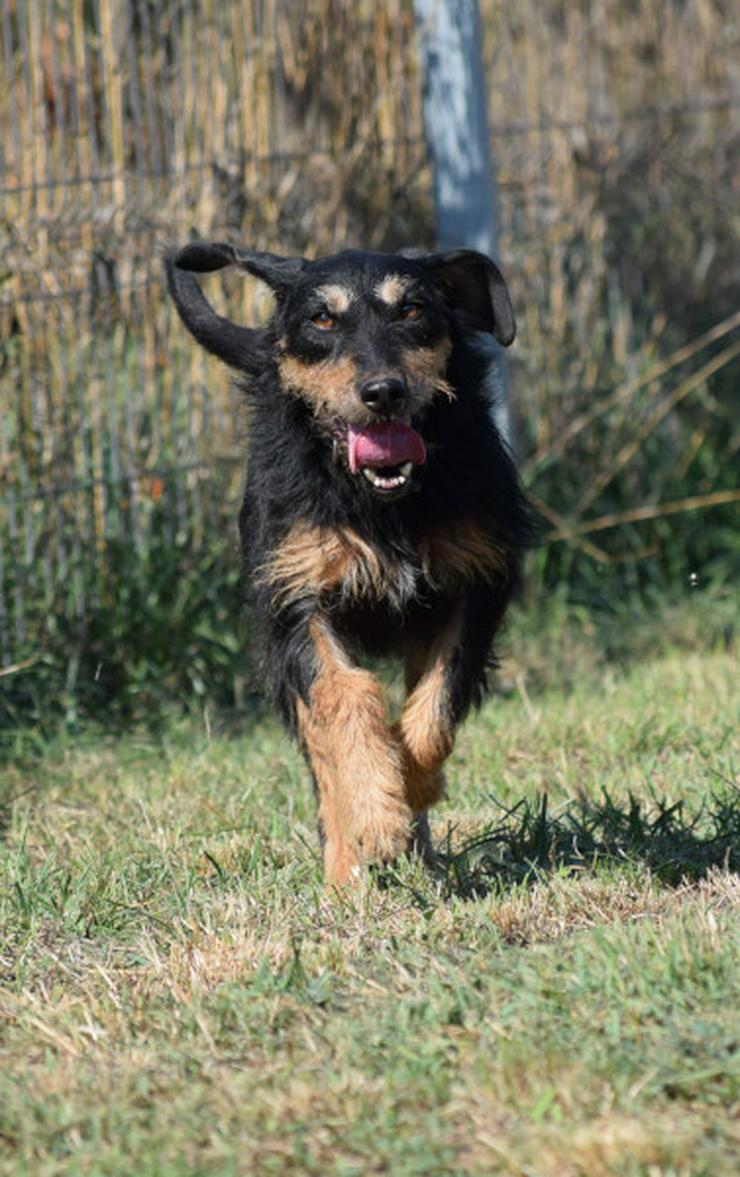 Cherry ist ein aktives und verspieltes Jagdterrier-Mädchen im besten Alter. - Mischlingshunde - Bild 19