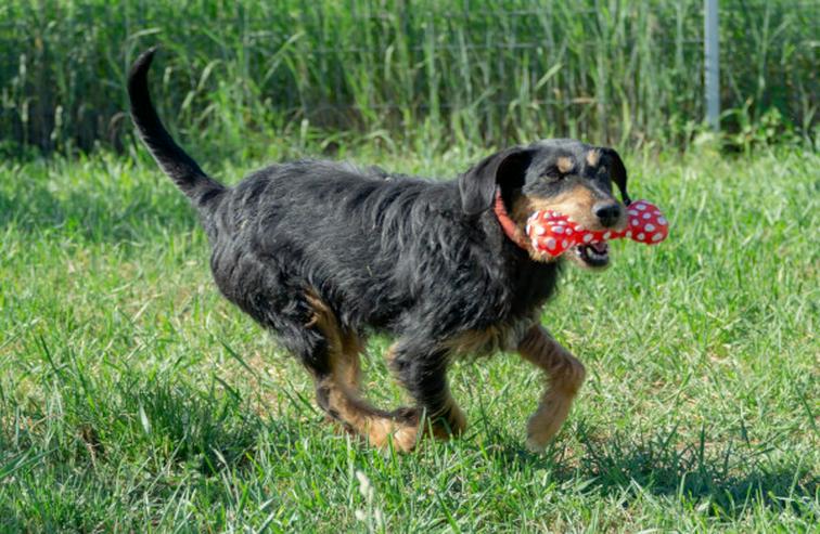 Cherry ist ein aktives und verspieltes Jagdterrier-Mädchen im besten Alter. - Mischlingshunde - Bild 10