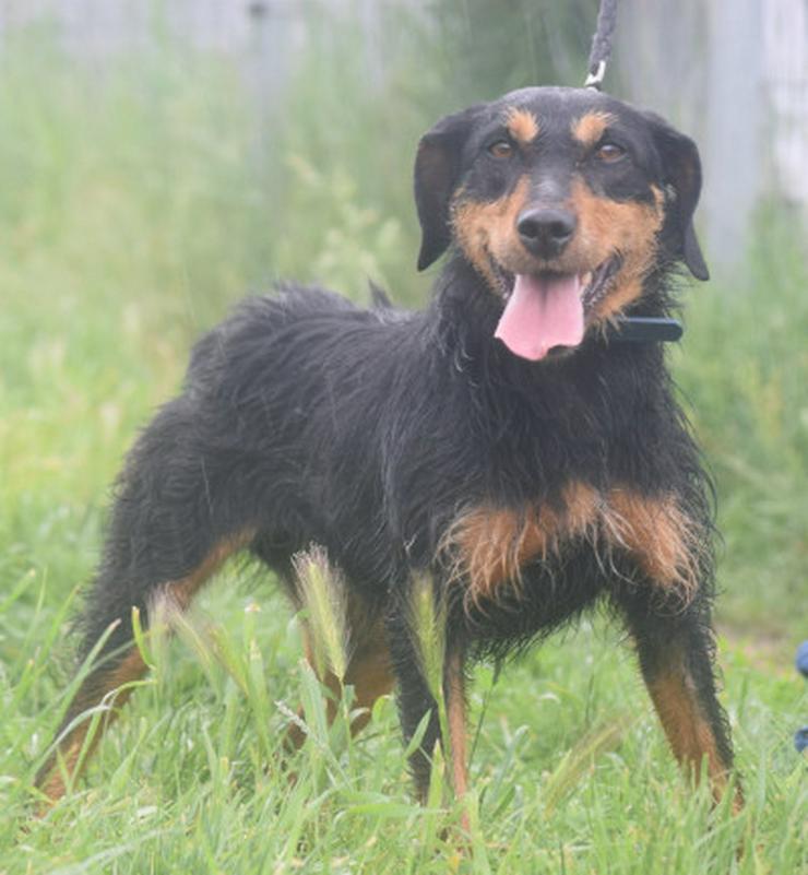 Cherry ist ein aktives und verspieltes Jagdterrier-Mädchen im besten Alter. - Mischlingshunde - Bild 21