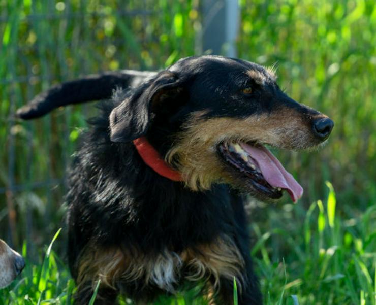 Bild 9: Cherry ist ein aktives und verspieltes Jagdterrier-Mädchen im besten Alter.