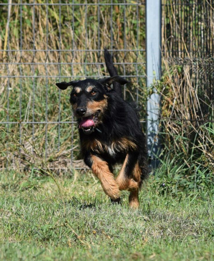 Cherry ist ein aktives und verspieltes Jagdterrier-Mädchen im besten Alter. - Mischlingshunde - Bild 17