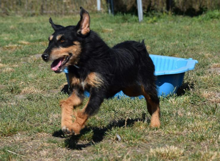 Cherry ist ein aktives und verspieltes Jagdterrier-Mädchen im besten Alter. - Mischlingshunde - Bild 18