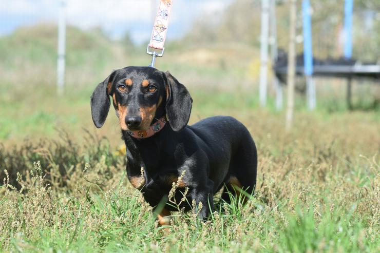 Lilly ist ein liebevolles, freundliches und anhängliches Mädchen.