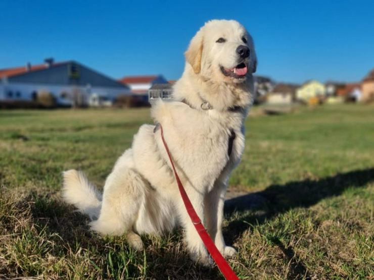 Bild 4: Hübsche Molly sucht ihr hundererfahrenes, konsequentes Zuhause