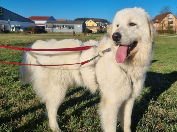 Bild 2: Hübsche Molly sucht ihr hundererfahrenes, konsequentes Zuhause