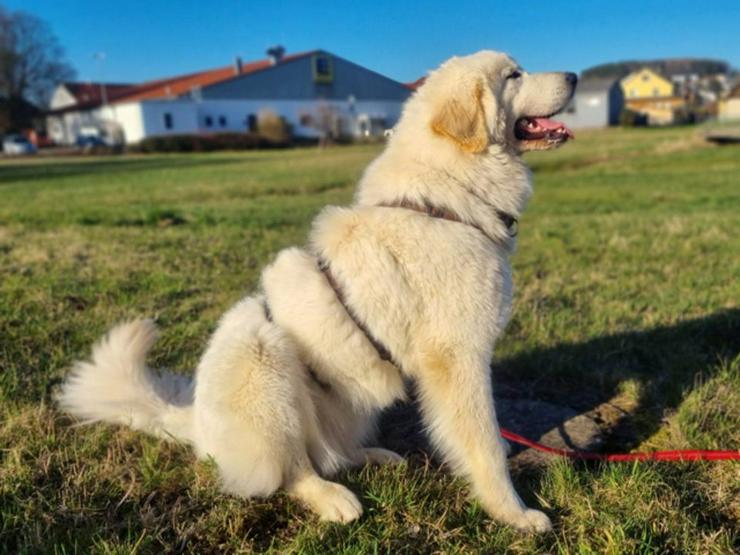 Bild 3: Hübsche Molly sucht ihr hundererfahrenes, konsequentes Zuhause