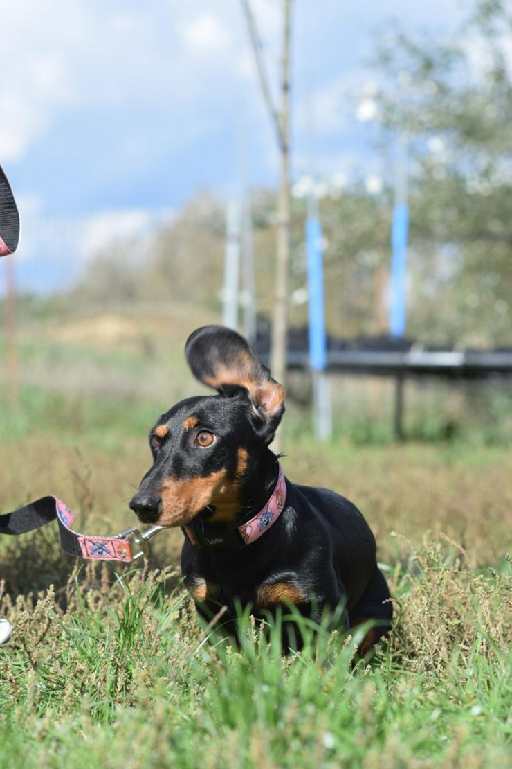 Bild 9: Lilly ist ein liebevolles, freundliches und anhängliches Mädchen.