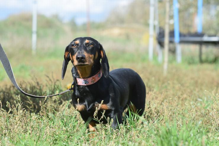 Bild 2: Lilly ist ein liebevolles, freundliches und anhängliches Mädchen.