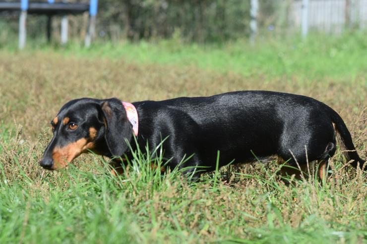 Bild 3: Lilly ist ein liebevolles, freundliches und anhängliches Mädchen.