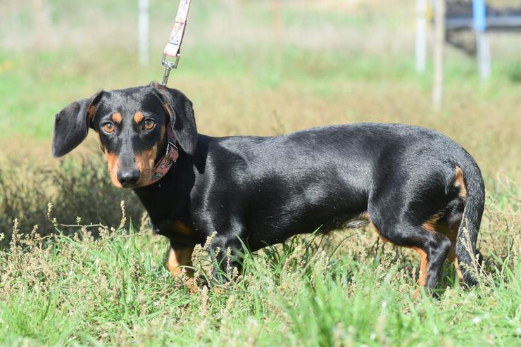 Bild 5: Lilly ist ein liebevolles, freundliches und anhängliches Mädchen.