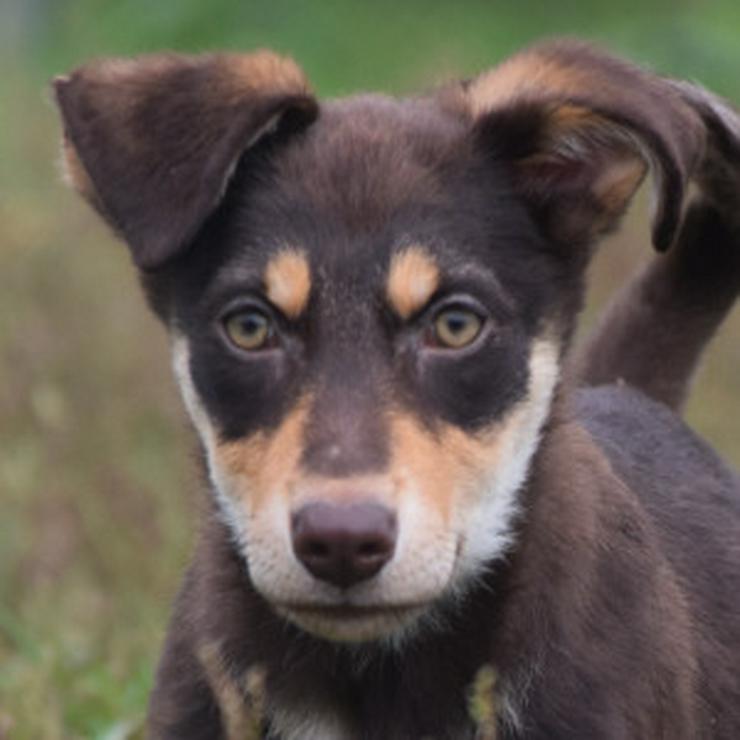 Bild 18: Holly ist ein entzückendes Welpenmädchen mit einer tragischen Geschichte.