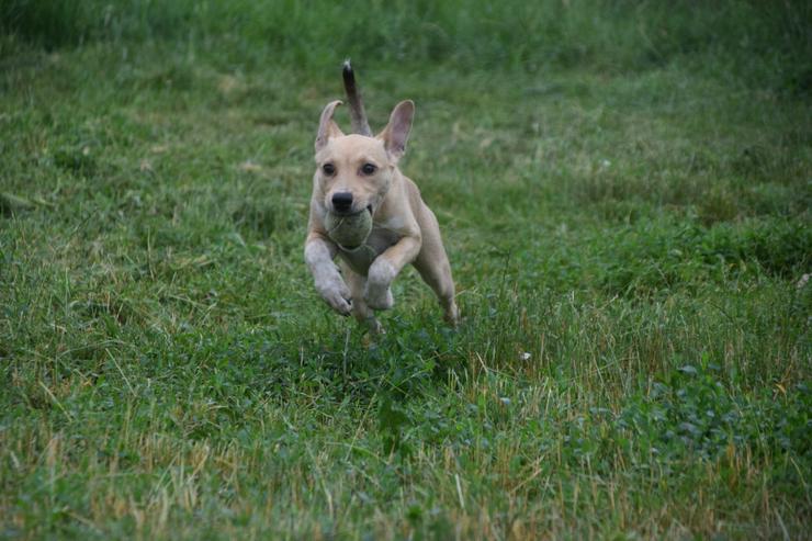 Bild 8: Fanta ist ein mittelgroßes, nettes Hundekind.