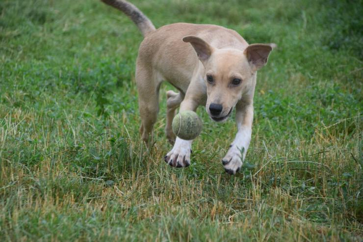 Bild 7: Fanta ist ein mittelgroßes, nettes Hundekind.