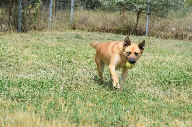 Bild 6: Maggie ist ein bezauberndes, immer fröhliches Gute-Laune-Mädchen.