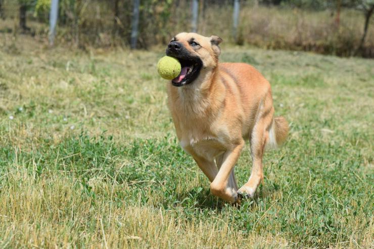 Bild 7: Maggie ist ein bezauberndes, immer fröhliches Gute-Laune-Mädchen.