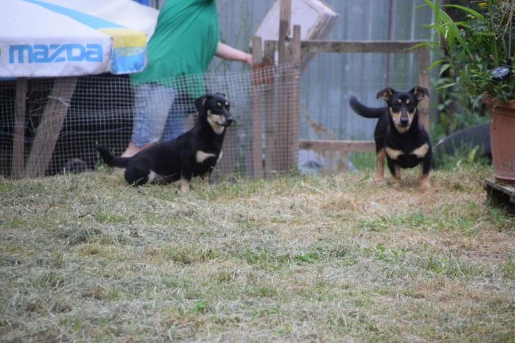 Bild 5: Sylvia ist ein kleines, schüchternes Hundekind.