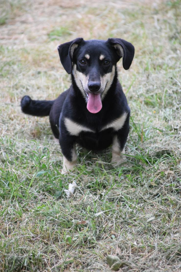 Bild 2: Esther ist ein kleines, schüchternes Hundekind.