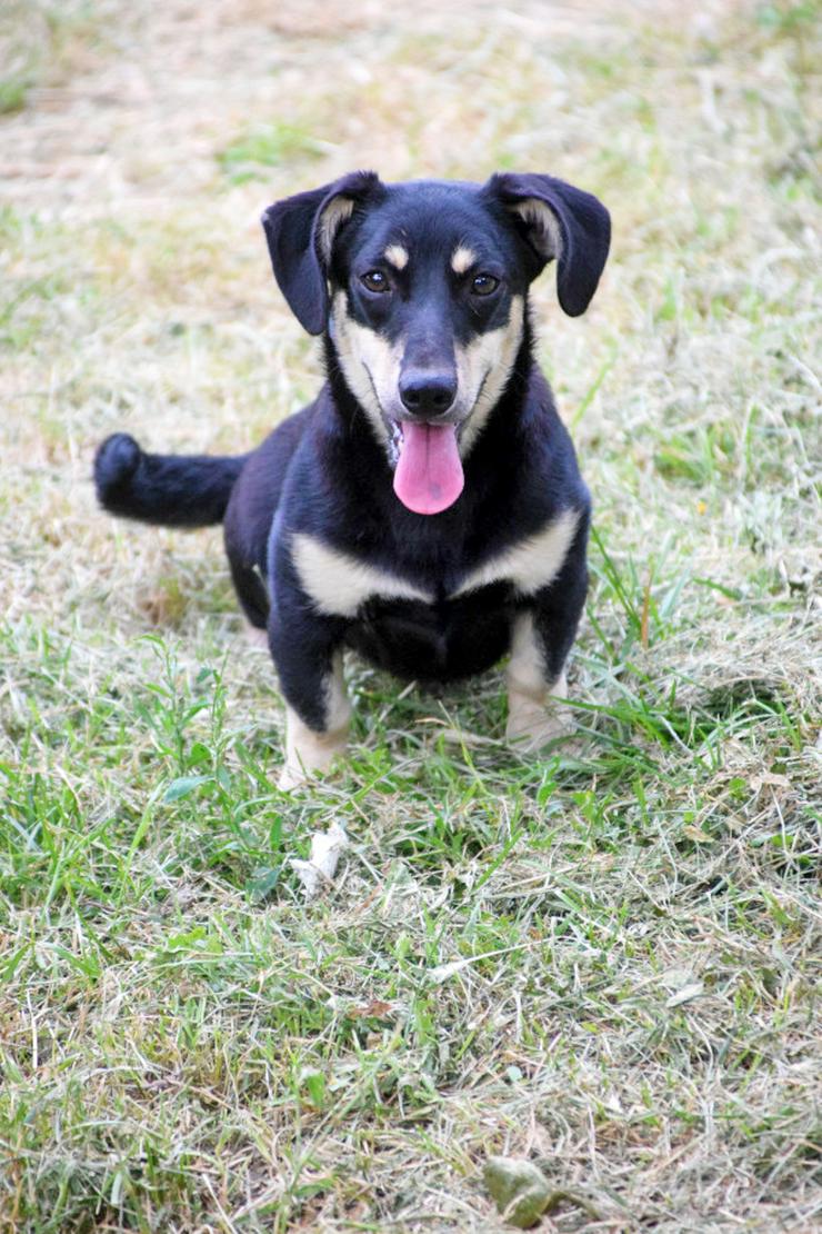 Esther ist ein kleines, schüchternes Hundekind.