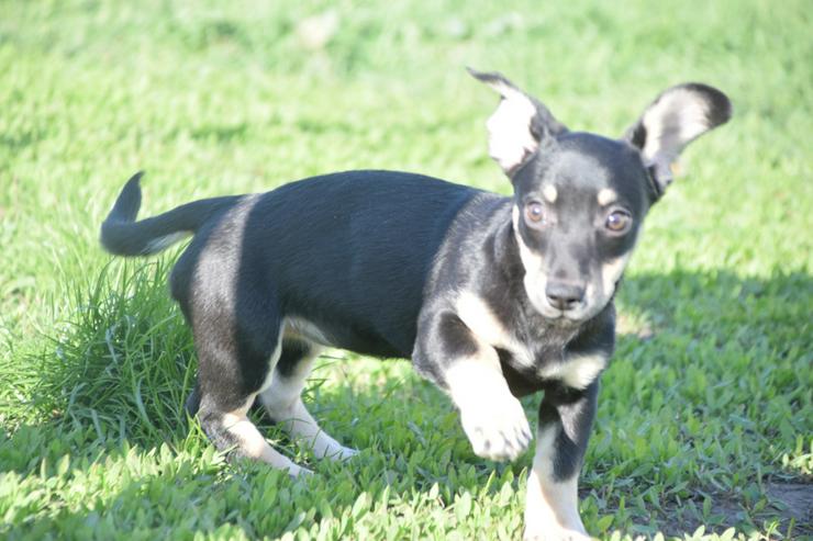 Bild 8: Esther ist ein kleines, schüchternes Hundekind.