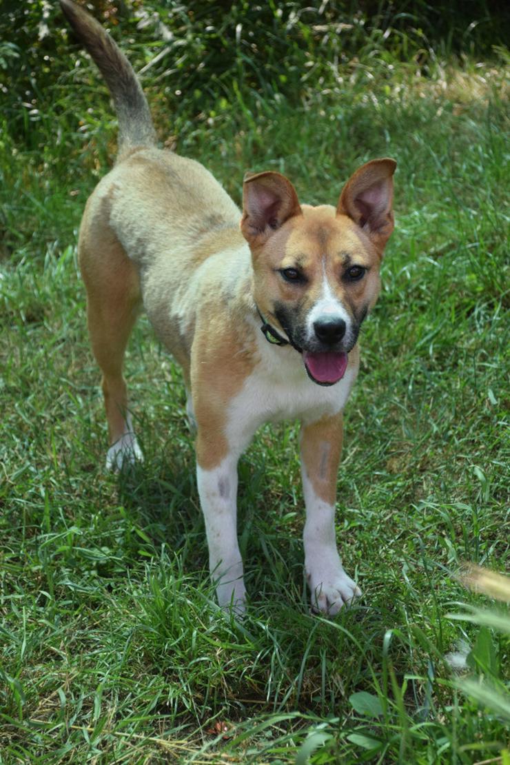 Bild 2: Caroline ist ein nettes Hundefräulein.